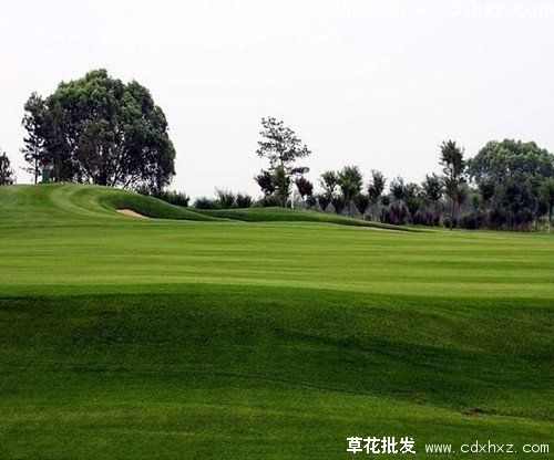 私人庭院草坪是播种好还是铺种好? 私人庭院草坪是播种好还是铺种好?