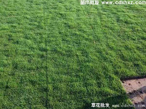 私人庭院草坪是播种好还是铺种好? 私人庭院草坪是播种好还是铺种好?