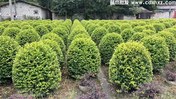金叶女贞球图片 金叶女贞球图片