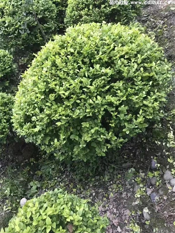 金叶女贞球图片 金叶女贞球图片