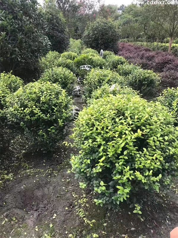 金叶女贞球图片 金叶女贞球图片