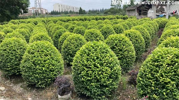 金叶女贞球图片 金叶女贞球图片
