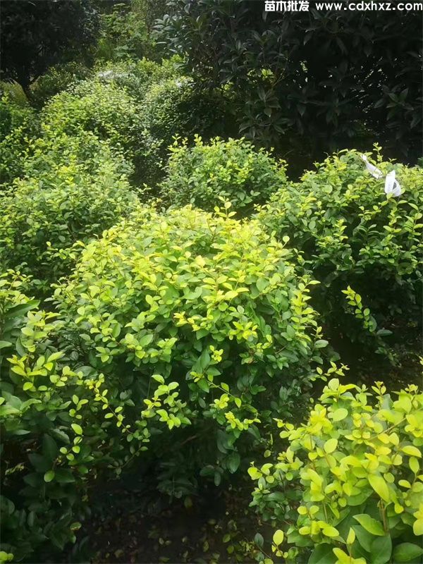 金叶女贞球图片 金叶女贞球图片