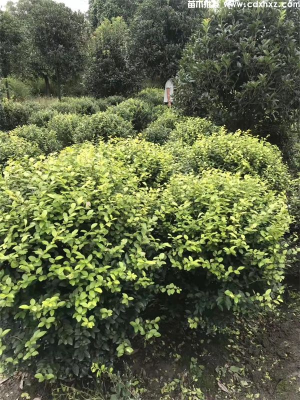 金叶女贞球图片 金叶女贞球图片