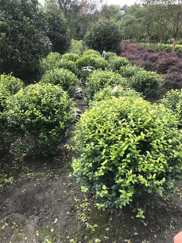 金叶女贞球图片 金叶女贞球图片