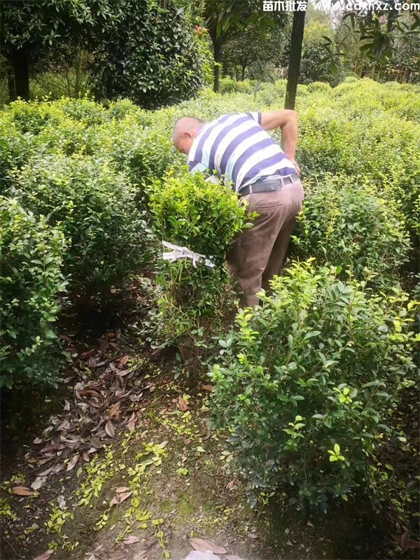 金叶女贞球图片 金叶女贞球图片