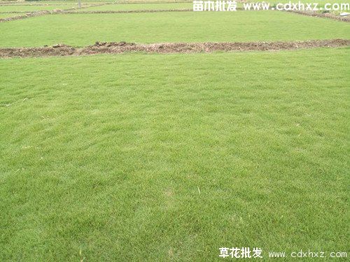 成都附近卖草皮的地方有哪些？