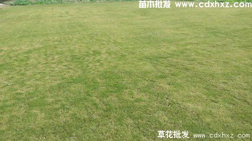 百慕大草坪能耐多少度低温? 百慕大草坪能耐多少度低温?