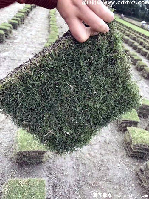 百慕大草坪能耐多少度低温? 百慕大草坪能耐多少度低温?