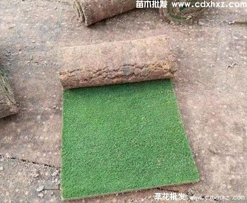 剪股颖草坪图片 剪股颖草坪图片