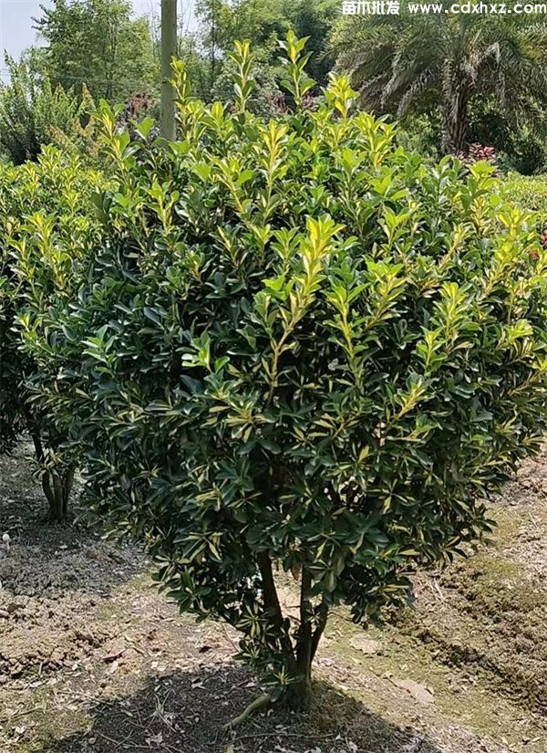 金心黄杨球基地实拍图片 金心黄杨球基地实拍图片