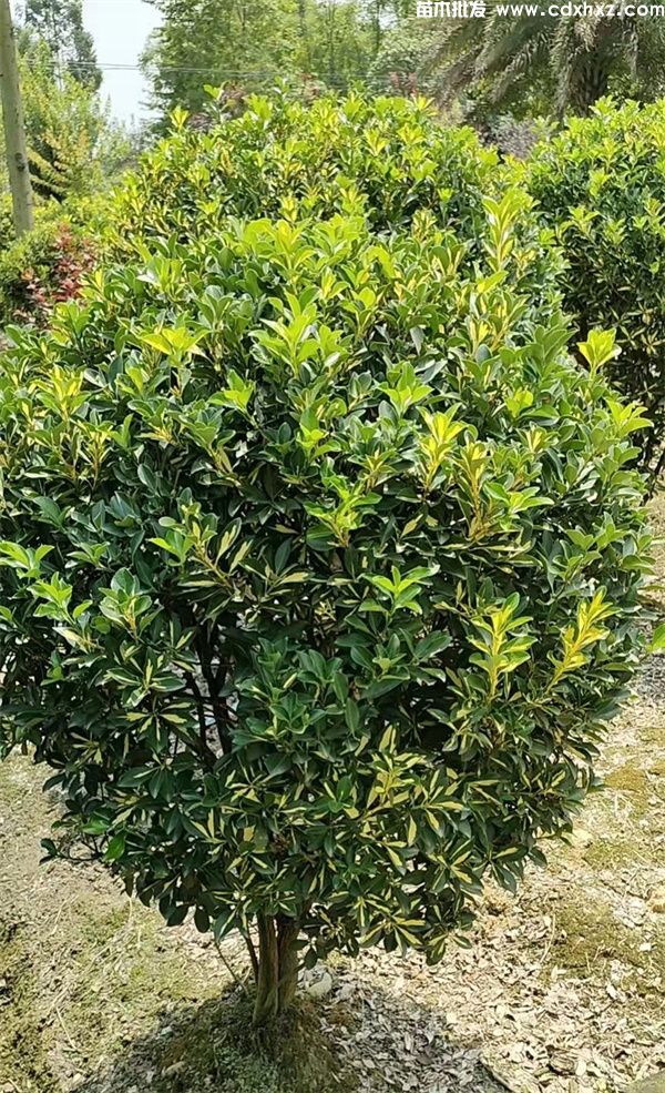 金心黄杨球基地实拍图片 金心黄杨球基地实拍图片