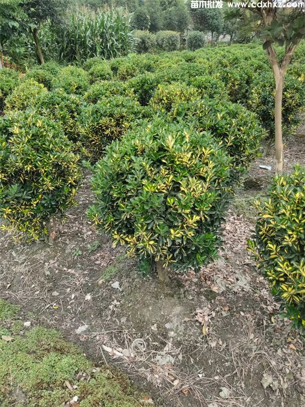 金心黄杨球基地实拍图片 金心黄杨球基地实拍图片