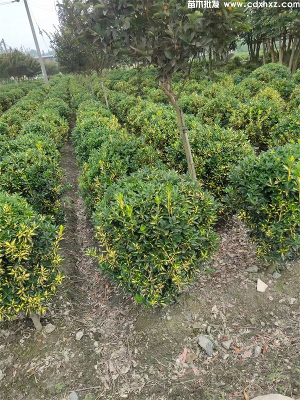 金心黄杨球基地实拍图片 金心黄杨球基地实拍图片