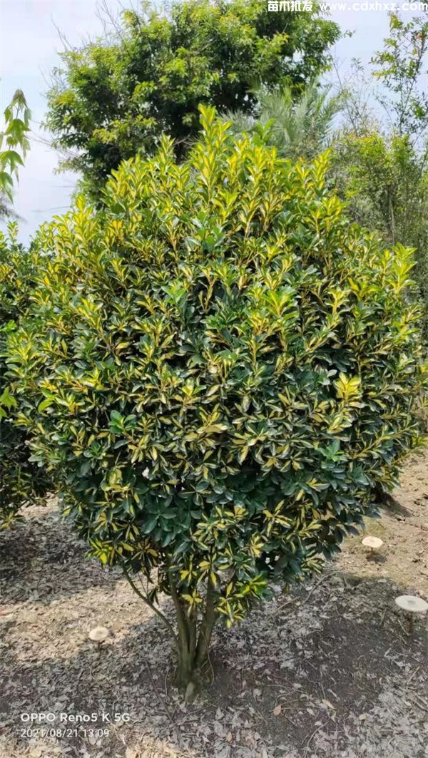 金心黄杨球基地实拍图片 金心黄杨球基地实拍图片