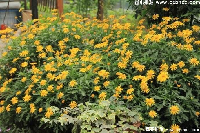 成都木春菊基地直销-大量木春菊批发销售了 成都木春菊基地直销-大量木春菊批发销售了