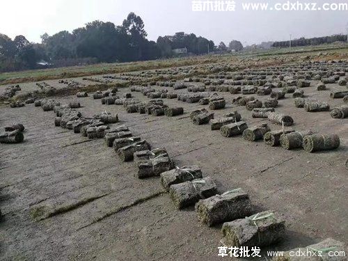 果岭草和剪股颖哪一个草坪要好一点? 果岭草和剪股颖哪一个草坪要好一点?