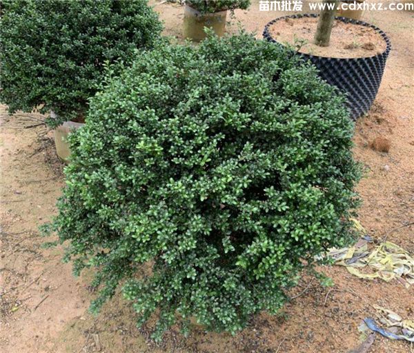 龟甲冬青球图片 龟甲冬青球图片