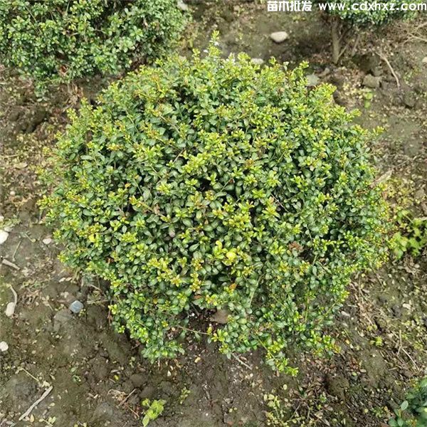 龟甲冬青球图片 龟甲冬青球图片