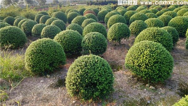 龟甲冬青球图片 龟甲冬青球图片