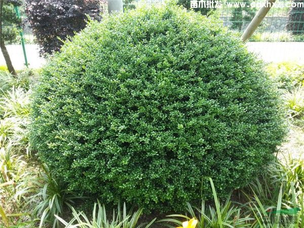 龟甲冬青球图片 龟甲冬青球图片