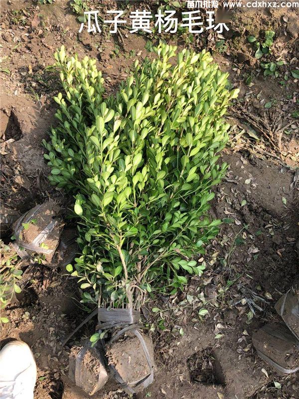 瓜子黄杨球图片