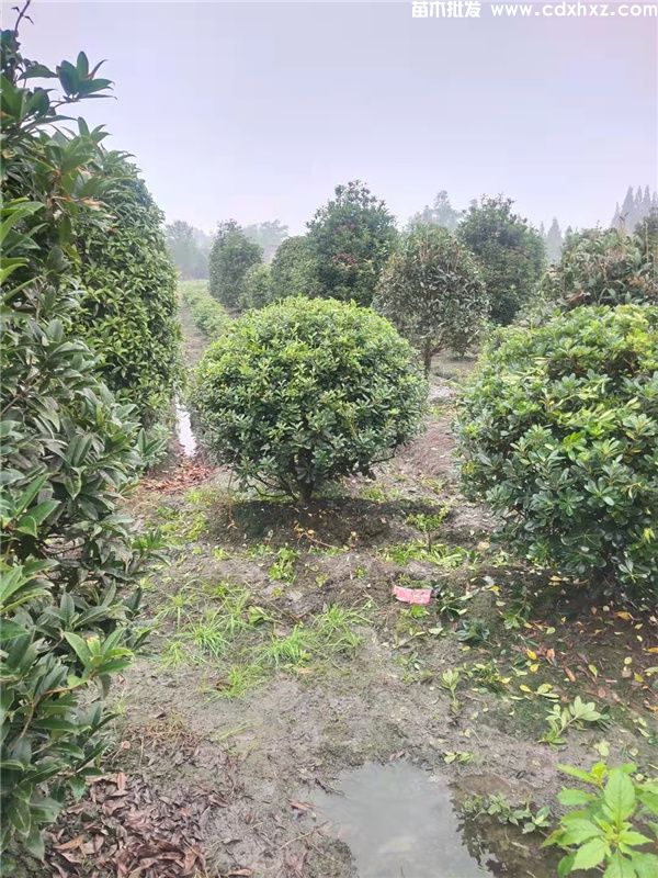 海桐球基地实拍图 海桐球基地实拍图