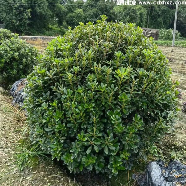 海桐球基地实拍图 海桐球基地实拍图