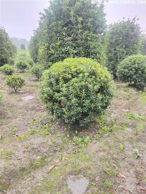 海桐球基地实拍图 海桐球基地实拍图