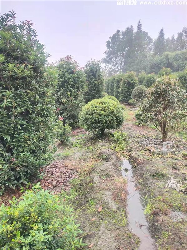 海桐球基地实拍图 海桐球基地实拍图