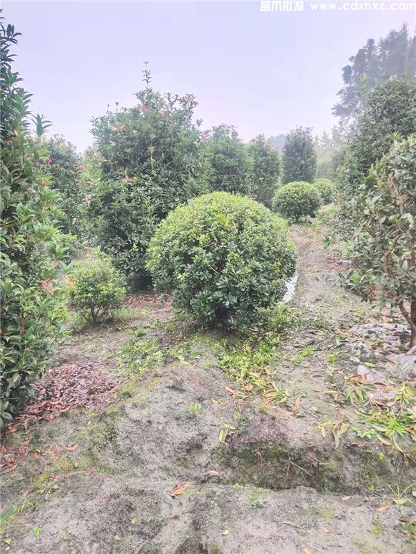 海桐球基地实拍图 海桐球基地实拍图