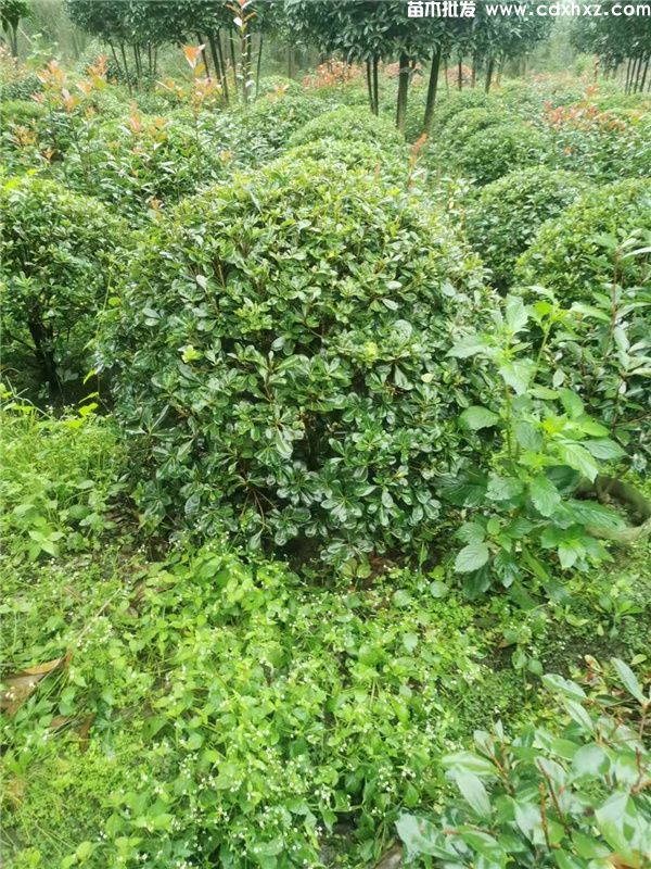 海桐球基地实拍图 海桐球基地实拍图