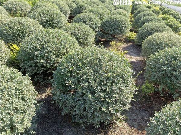 银姬小蜡球图片