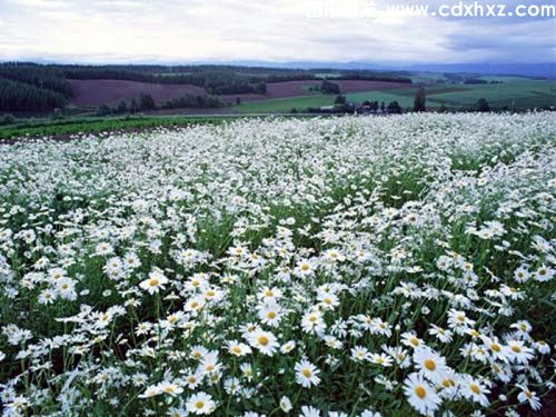 园林中常用的白色系花卉推荐
