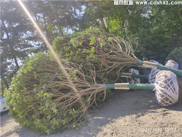 史上比较全的绿化苗木修剪方法 不能错过的精品文章 史上比较全的绿化苗木修剪方法 不能错过的精品文章