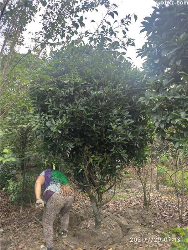 史上比较全的绿化苗木修剪方法 不能错过的精品文章 史上比较全的绿化苗木修剪方法 不能错过的精品文章