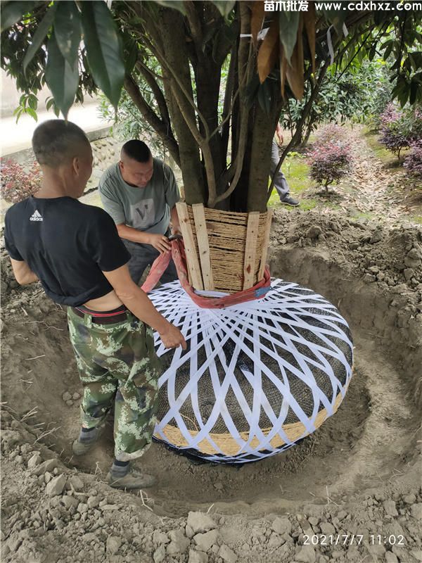 史上比较全的绿化苗木修剪方法 不能错过的精品文章 史上比较全的绿化苗木修剪方法 不能错过的精品文章