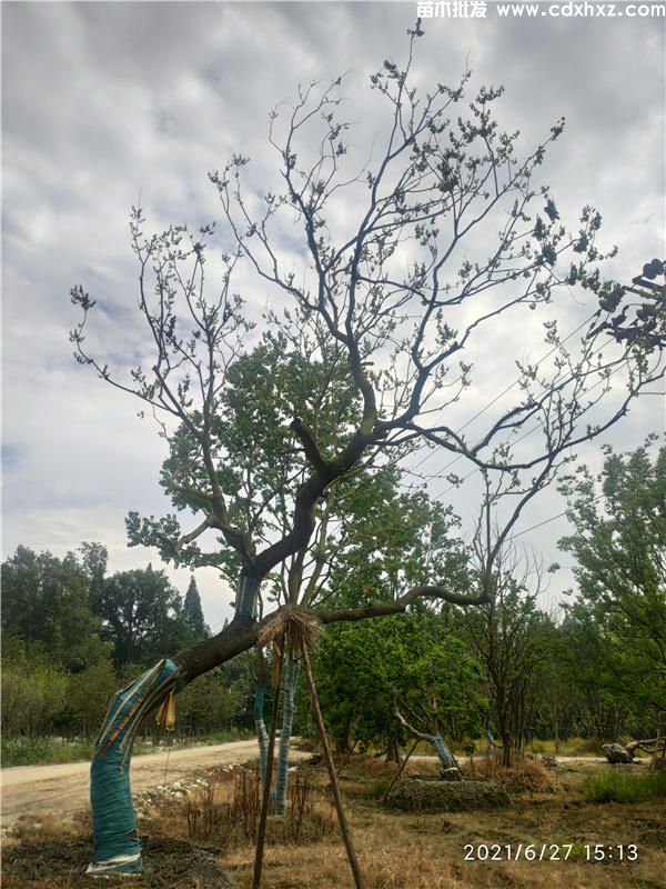 乌桕图片 乌桕图片