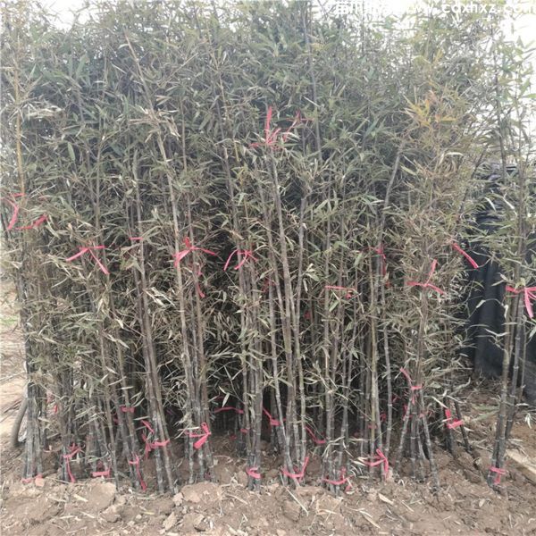 紫竹苗什么地方有卖？