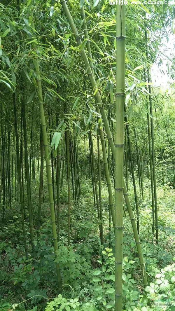 毛竹的详细资料 成长期介绍