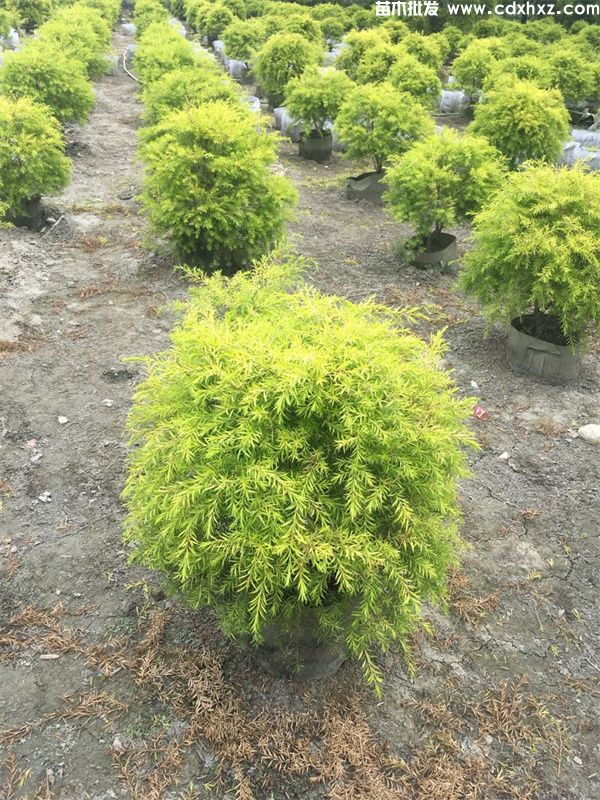 千层金球图片 千层金球图片