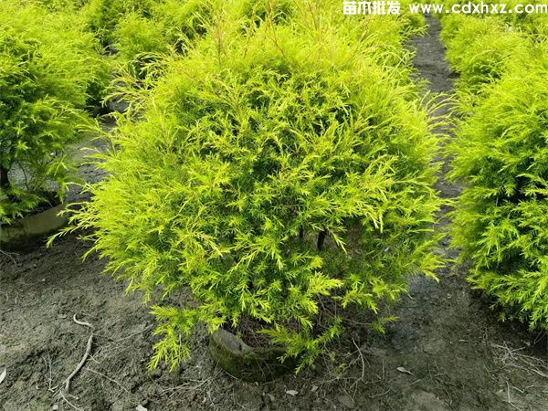 千层金球图片 千层金球图片