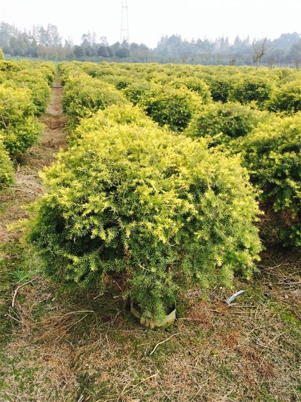 千层金球图片 千层金球图片