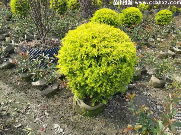 千层金球图片 千层金球图片