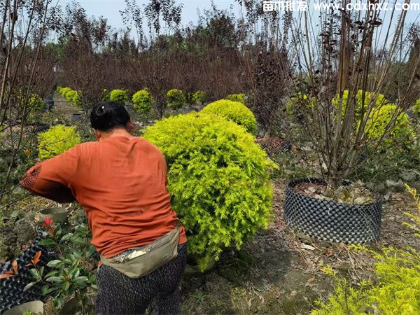 千层金球图片 千层金球图片