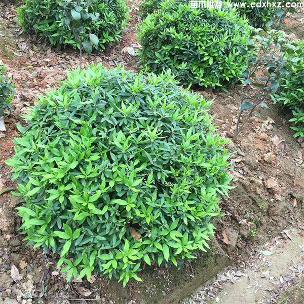 春鹃球基地实拍图 春鹃球基地实拍图