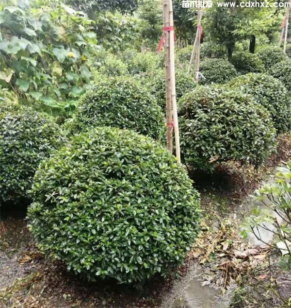 春鹃球基地实拍图 春鹃球基地实拍图