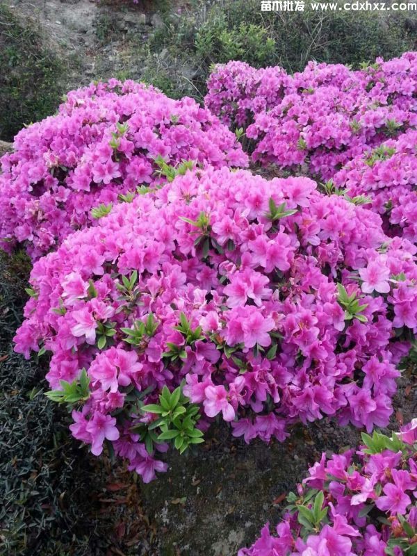 春鹃球基地实拍图 春鹃球基地实拍图