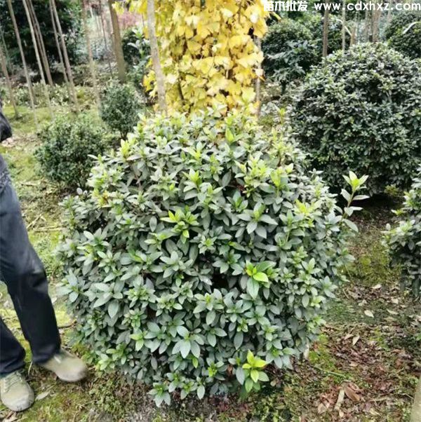 春鹃球基地实拍图 春鹃球基地实拍图