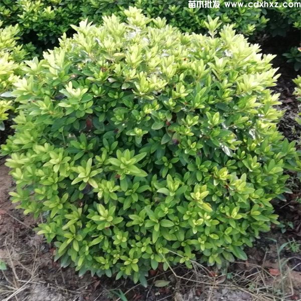 春鹃球基地实拍图 春鹃球基地实拍图